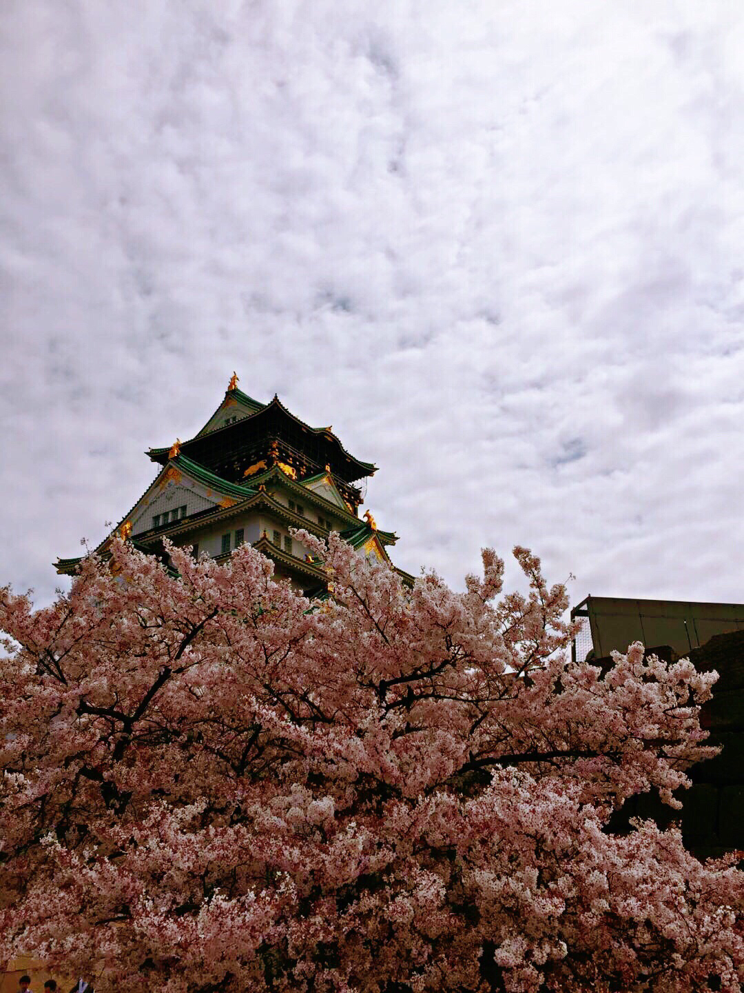 大阪樱花半决落败，决赛梦碎残酷的简单介绍